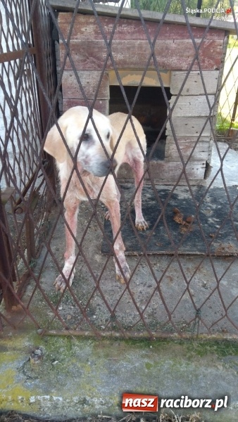 Zdjęcie w galerii na portalu naszraciborz.pl: Bulwersujące zdarzenie z Nędzy. Policjanci i OTOZ Animals uratowali dręczonego psa  wiadomości z regionu