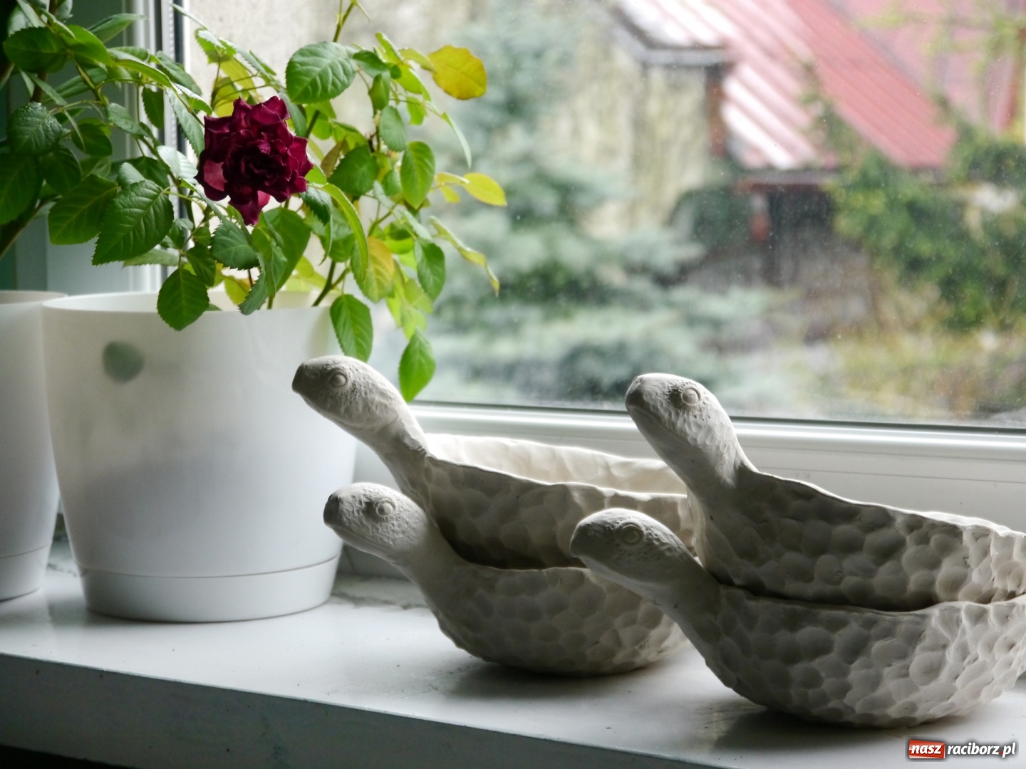 Zdjęcie w galerii na portalu naszraciborz.pl: Fundusze europejskie dla młodych osób. Spot promocyjny z przedsiębiorczą raciborzanką wiadomości z regionu