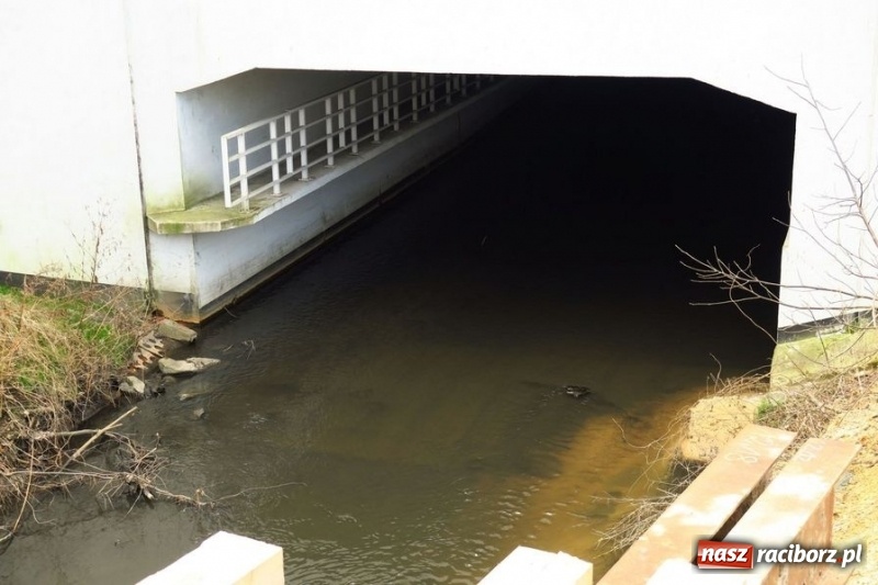 Zdjęcie w galerii na portalu naszraciborz.pl: Tunelem wzdłuż Nacyny przejedziemy rowerem wiadomości z regionu