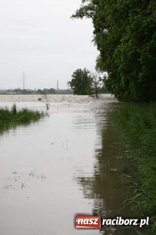 Zdjęcie w galerii na portalu naszraciborz.pl: Powiat raciborski pod wodą wiadomości z regionu