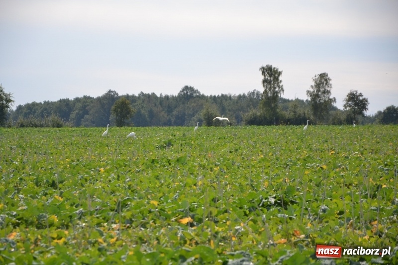 Zdjęcie w galerii na portalu naszraciborz.pl: Krzyżanowice. Rajd rowerowy na zakończenie sezonu wiadomości z regionu