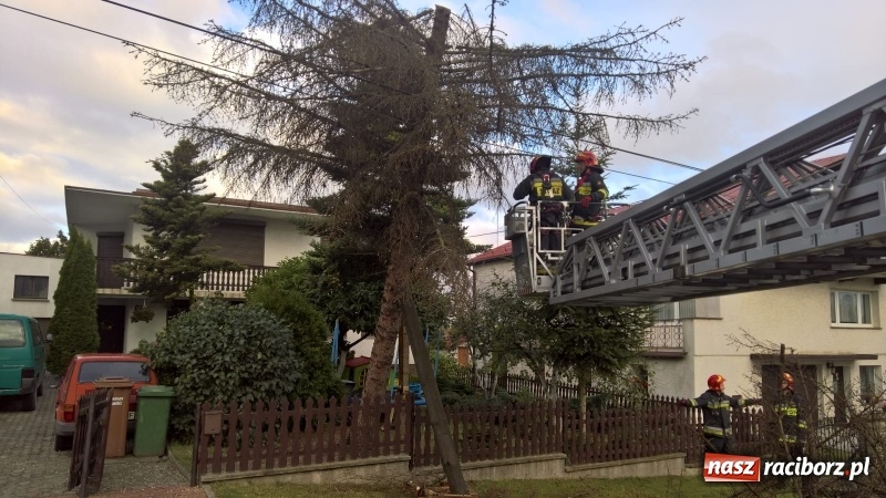 Zdjęcie w galerii na portalu naszraciborz.pl: Uszkodzone samochody, dach kościoła farnego, powalone drzewa. Nocna wichura nad Raciborzem FOTO wiadomości z regionu