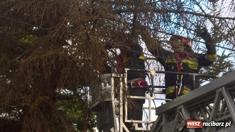 Zdjęcie w galerii na portalu naszraciborz.pl: Uszkodzone samochody, dach kościoła farnego, powalone drzewa. Nocna wichura nad Raciborzem FOTO wiadomości z regionu