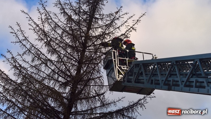 Zdjęcie w galerii na portalu naszraciborz.pl: Uszkodzone samochody, dach kościoła farnego, powalone drzewa. Nocna wichura nad Raciborzem FOTO wiadomości z regionu