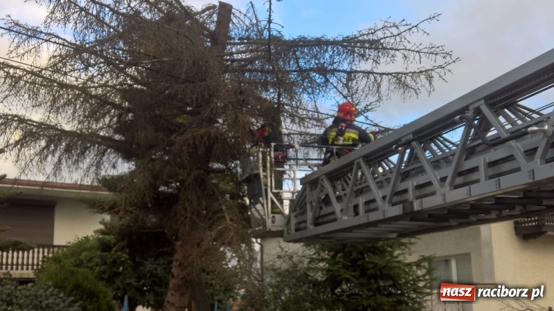 Zdjęcie w galerii na portalu naszraciborz.pl: Uszkodzone samochody, dach kościoła farnego, powalone drzewa. Nocna wichura nad Raciborzem FOTO wiadomości z regionu