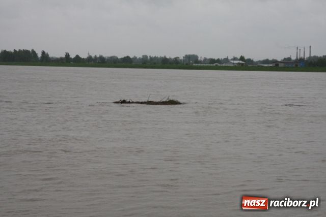 Zdjęcie w galerii na portalu naszraciborz.pl: Poziom wody spada wiadomości z regionu