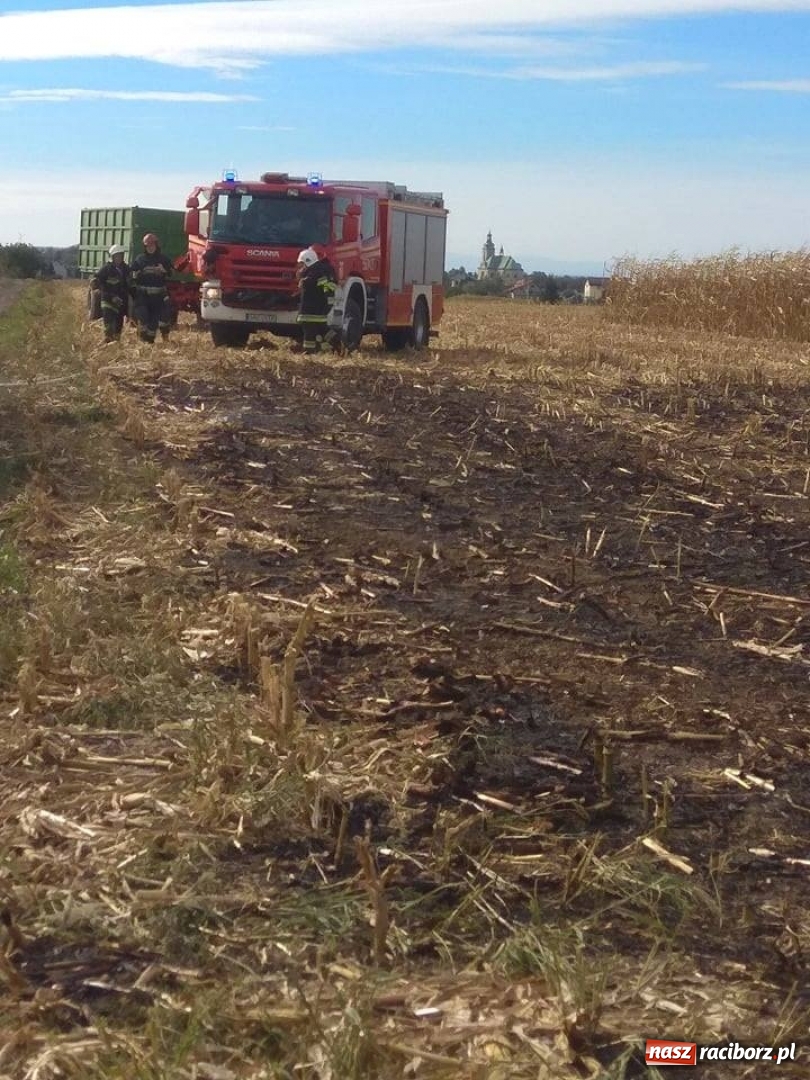 Zdjęcie w galerii na portalu naszraciborz.pl: W Krzanowicach paliło się ściernisko po kukurydzy  wiadomości z regionu