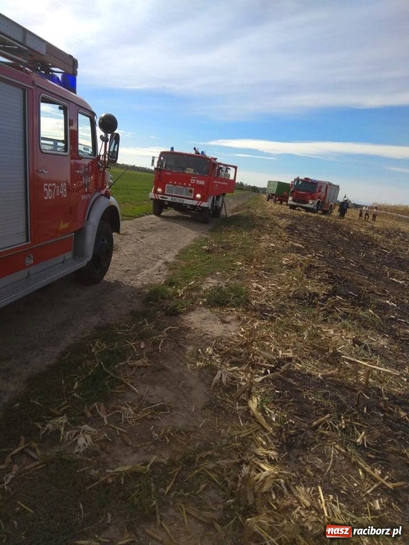 Zdjęcie w galerii na portalu naszraciborz.pl: W Krzanowicach paliło się ściernisko po kukurydzy  wiadomości z regionu