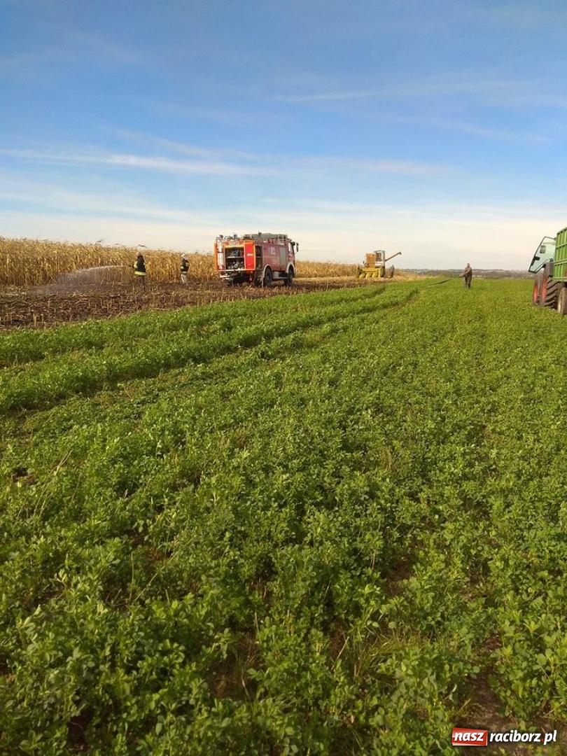Zdjęcie w galerii na portalu naszraciborz.pl: W Krzanowicach paliło się ściernisko po kukurydzy  wiadomości z regionu