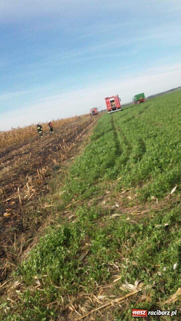 Zdjęcie w galerii na portalu naszraciborz.pl: W Krzanowicach paliło się ściernisko po kukurydzy  wiadomości z regionu