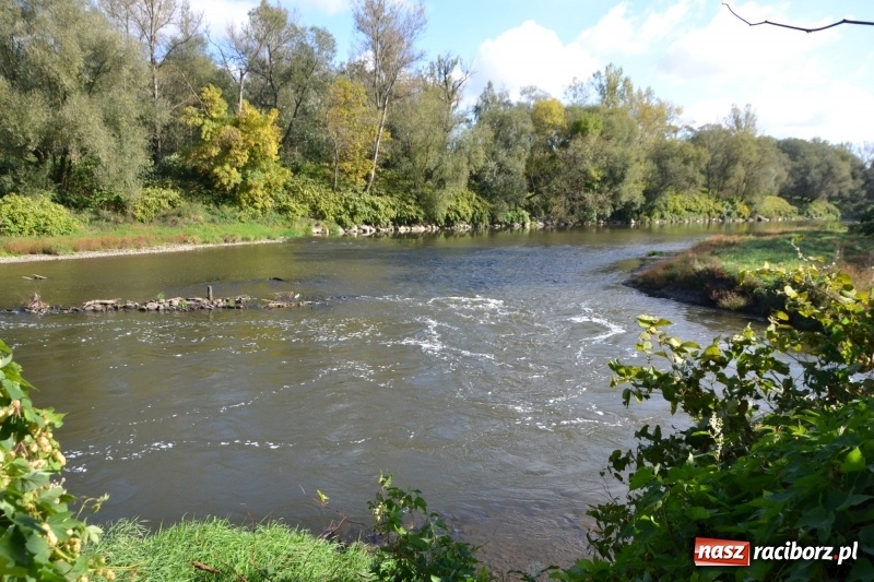 Zdjęcie w galerii na portalu naszraciborz.pl: Ostani spływ w sezonie. Symboliczne zamknięcie Meandrów Odry wiadomości z regionu