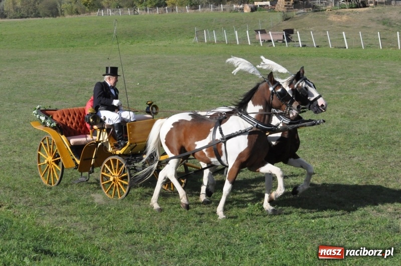 Zdjęcie w galerii na portalu naszraciborz.pl: Raciborski Hubertus 2018. Przemarsz przez miasto i pogoń za lisem wiadomości z regionu