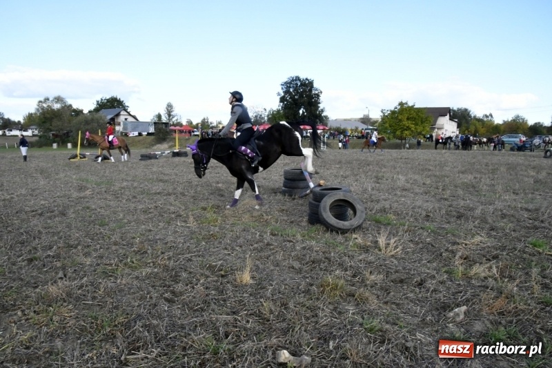 Zdjęcie w galerii na portalu naszraciborz.pl: Konkurs skoków przez przeszkody na raciborskim Hubertusie wiadomości z regionu