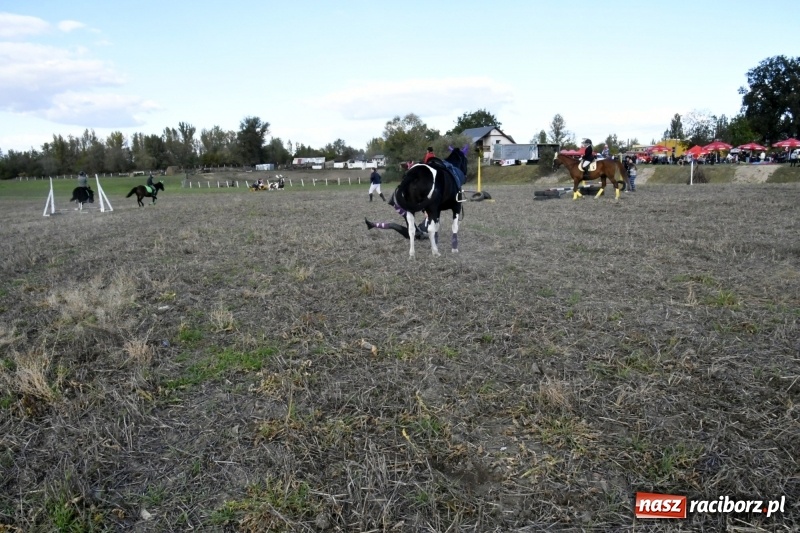 Zdjęcie w galerii na portalu naszraciborz.pl: Konkurs skoków przez przeszkody na raciborskim Hubertusie wiadomości z regionu