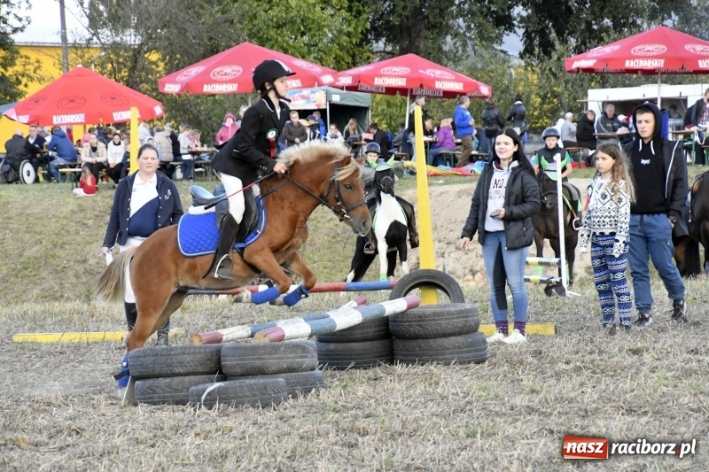 Zdjęcie w galerii na portalu naszraciborz.pl: Konkurs skoków przez przeszkody na raciborskim Hubertusie wiadomości z regionu