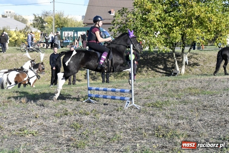 Zdjęcie w galerii na portalu naszraciborz.pl: Konkurs skoków przez przeszkody na raciborskim Hubertusie wiadomości z regionu