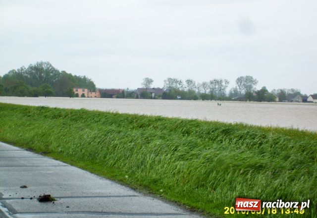 Zdjęcie w galerii na portalu naszraciborz.pl: Nie mamy wałów. Zalało 100 proc. terenu wiadomości z regionu