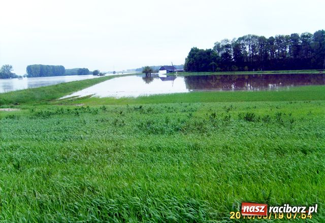 Zdjęcie w galerii na portalu naszraciborz.pl: Nie mamy wałów. Zalało 100 proc. terenu wiadomości z regionu