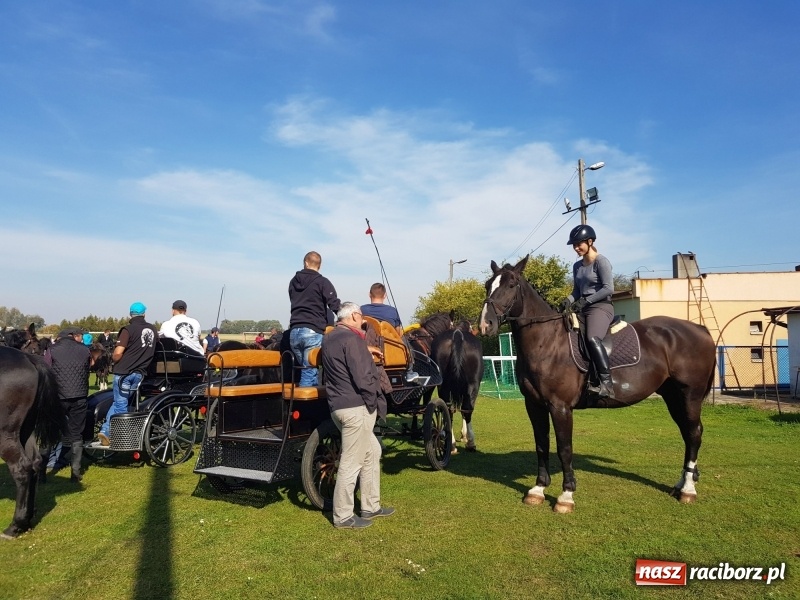 Zdjęcie w galerii na portalu naszraciborz.pl: Piękna pogoda, malownicze krajobrazy i pogoń za lisem – Hubertus w Kornowacu FOTO i WIDEO wiadomości z regionu