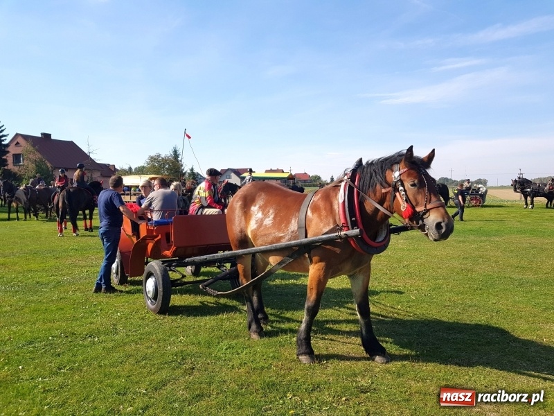 Zdjęcie w galerii na portalu naszraciborz.pl: Piękna pogoda, malownicze krajobrazy i pogoń za lisem – Hubertus w Kornowacu FOTO i WIDEO wiadomości z regionu