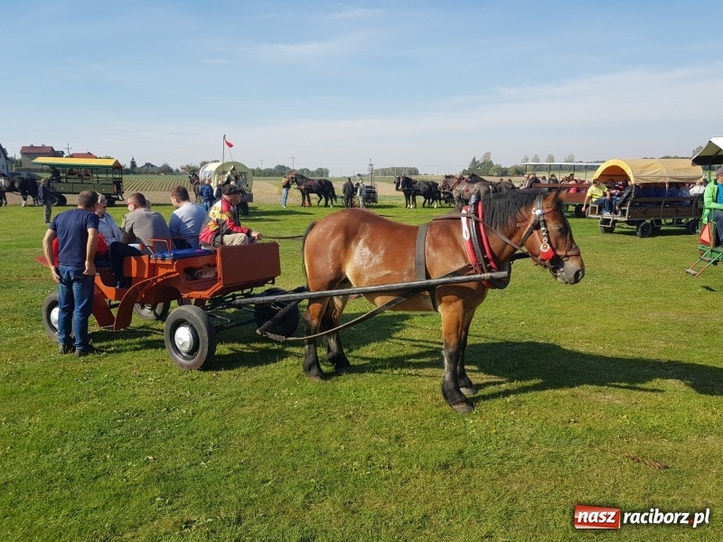 Zdjęcie w galerii na portalu naszraciborz.pl: Piękna pogoda, malownicze krajobrazy i pogoń za lisem – Hubertus w Kornowacu FOTO i WIDEO wiadomości z regionu
