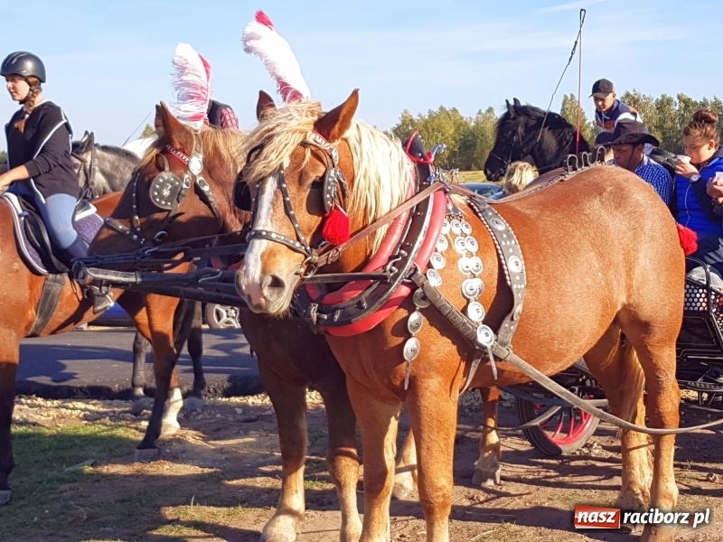 Zdjęcie w galerii na portalu naszraciborz.pl: Piękna pogoda, malownicze krajobrazy i pogoń za lisem – Hubertus w Kornowacu FOTO i WIDEO wiadomości z regionu