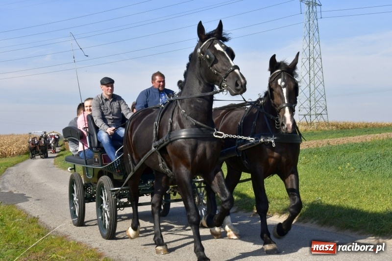 Zdjęcie w galerii na portalu naszraciborz.pl: Piękna pogoda, malownicze krajobrazy i pogoń za lisem – Hubertus w Kornowacu FOTO i WIDEO wiadomości z regionu