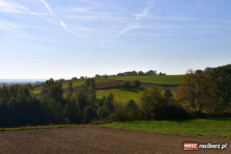 Zdjęcie w galerii na portalu naszraciborz.pl: Piękna pogoda, malownicze krajobrazy i pogoń za lisem – Hubertus w Kornowacu FOTO i WIDEO wiadomości z regionu