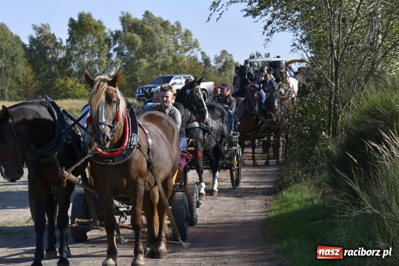 Zdjęcie w galerii na portalu naszraciborz.pl: Piękna pogoda, malownicze krajobrazy i pogoń za lisem – Hubertus w Kornowacu FOTO i WIDEO wiadomości z regionu