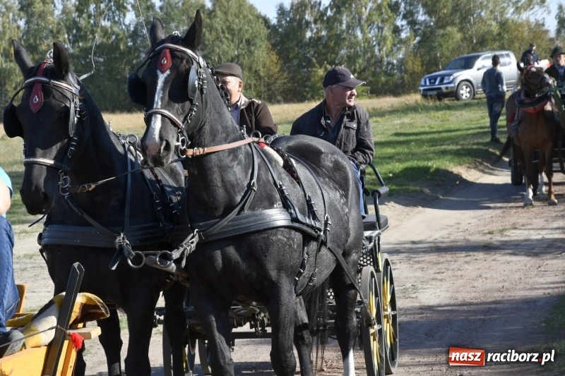 Zdjęcie w galerii na portalu naszraciborz.pl: Piękna pogoda, malownicze krajobrazy i pogoń za lisem – Hubertus w Kornowacu FOTO i WIDEO wiadomości z regionu
