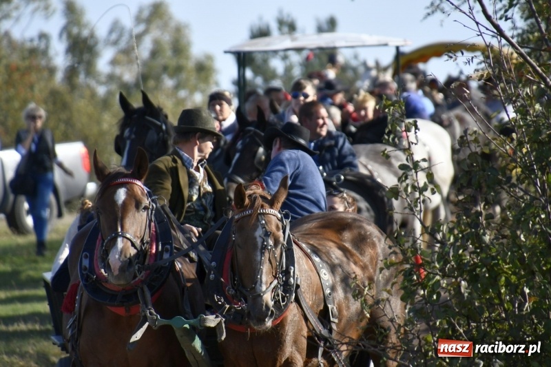 Zdjęcie w galerii na portalu naszraciborz.pl: Piękna pogoda, malownicze krajobrazy i pogoń za lisem – Hubertus w Kornowacu FOTO i WIDEO wiadomości z regionu