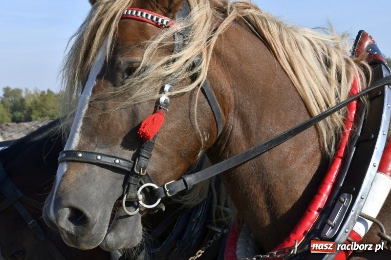 Zdjęcie w galerii na portalu naszraciborz.pl: Piękna pogoda, malownicze krajobrazy i pogoń za lisem – Hubertus w Kornowacu FOTO i WIDEO wiadomości z regionu