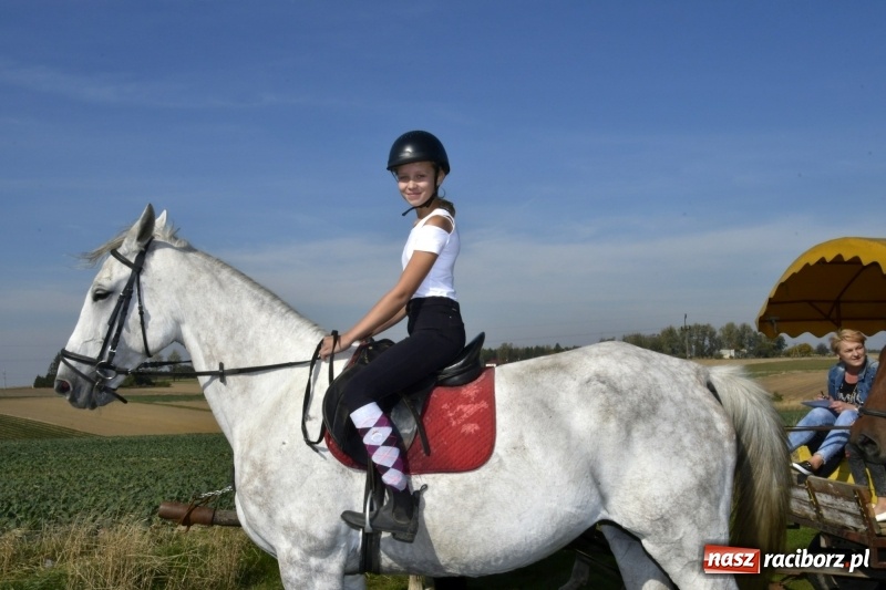 Zdjęcie w galerii na portalu naszraciborz.pl: Piękna pogoda, malownicze krajobrazy i pogoń za lisem – Hubertus w Kornowacu FOTO i WIDEO wiadomości z regionu