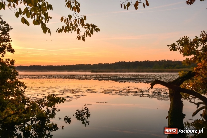 Zdjęcie w galerii na portalu naszraciborz.pl: Ulga tonąca w porannej mgle. Zobaczcie jak piękna jest ziemia raciborska  wiadomości z regionu