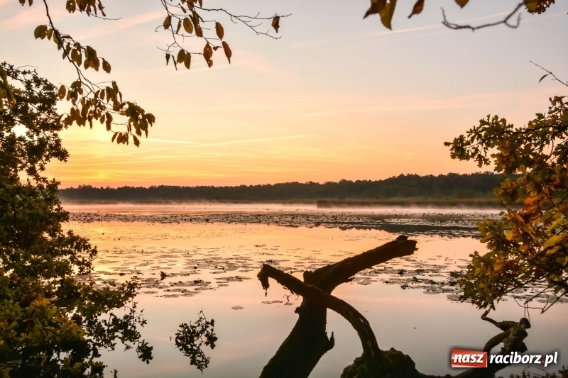 Zdjęcie w galerii na portalu naszraciborz.pl: Ulga tonąca w porannej mgle. Zobaczcie jak piękna jest ziemia raciborska  wiadomości z regionu