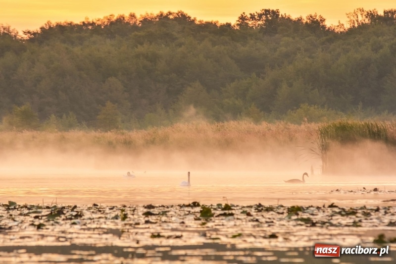 Zdjęcie w galerii na portalu naszraciborz.pl: Ulga tonąca w porannej mgle. Zobaczcie jak piękna jest ziemia raciborska  wiadomości z regionu