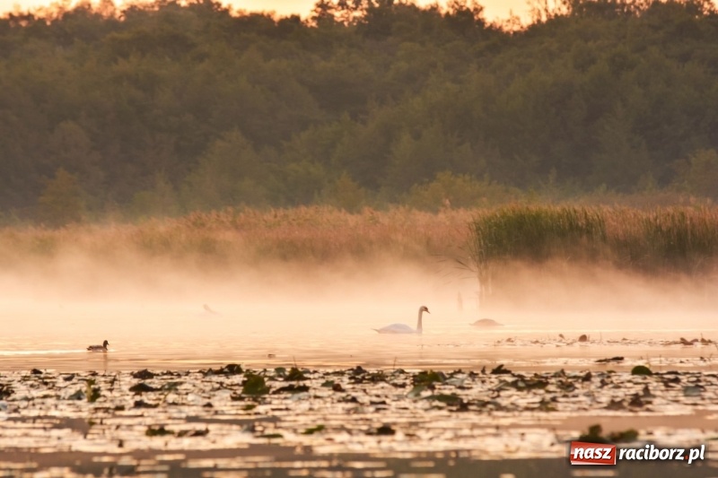 Zdjęcie w galerii na portalu naszraciborz.pl: Ulga tonąca w porannej mgle. Zobaczcie jak piękna jest ziemia raciborska  wiadomości z regionu