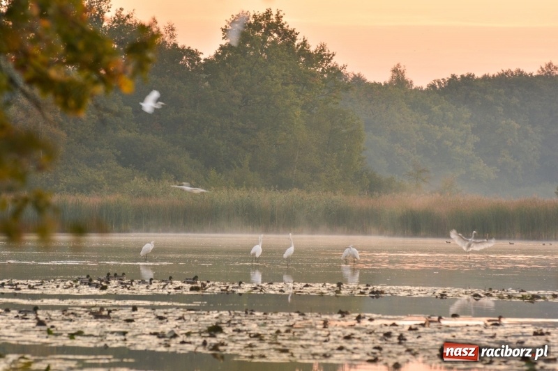 Zdjęcie w galerii na portalu naszraciborz.pl: Ulga tonąca w porannej mgle. Zobaczcie jak piękna jest ziemia raciborska  wiadomości z regionu