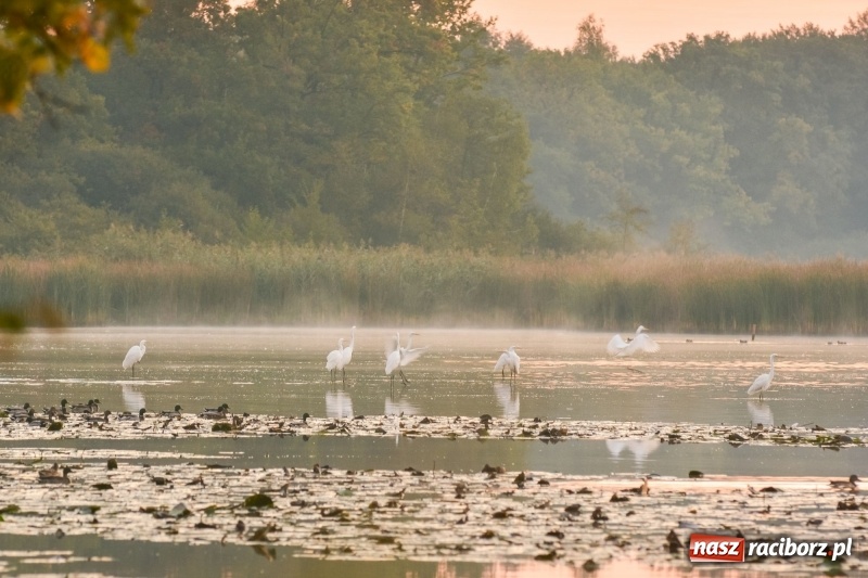 Zdjęcie w galerii na portalu naszraciborz.pl: Ulga tonąca w porannej mgle. Zobaczcie jak piękna jest ziemia raciborska  wiadomości z regionu