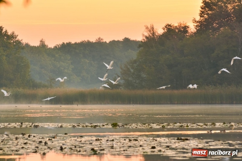 Zdjęcie w galerii na portalu naszraciborz.pl: Ulga tonąca w porannej mgle. Zobaczcie jak piękna jest ziemia raciborska  wiadomości z regionu