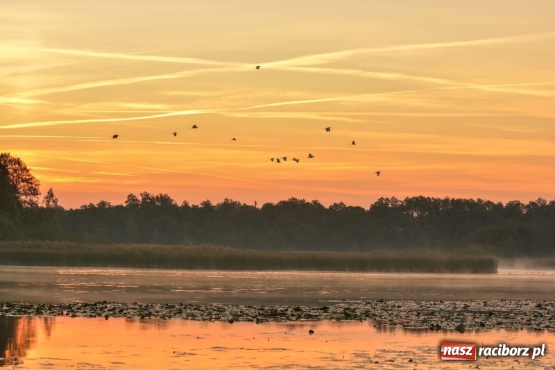 Zdjęcie w galerii na portalu naszraciborz.pl: Ulga tonąca w porannej mgle. Zobaczcie jak piękna jest ziemia raciborska  wiadomości z regionu