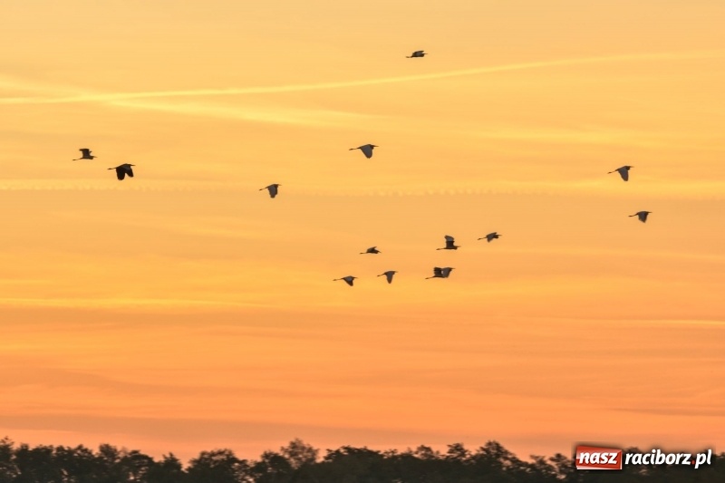 Zdjęcie w galerii na portalu naszraciborz.pl: Ulga tonąca w porannej mgle. Zobaczcie jak piękna jest ziemia raciborska  wiadomości z regionu