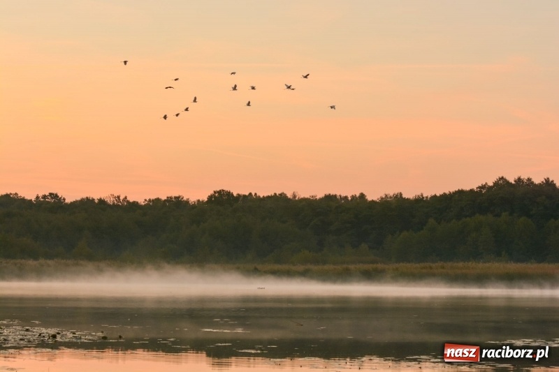 Zdjęcie w galerii na portalu naszraciborz.pl: Ulga tonąca w porannej mgle. Zobaczcie jak piękna jest ziemia raciborska  wiadomości z regionu