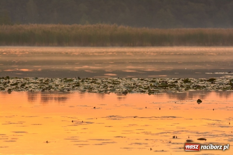 Zdjęcie w galerii na portalu naszraciborz.pl: Ulga tonąca w porannej mgle. Zobaczcie jak piękna jest ziemia raciborska  wiadomości z regionu