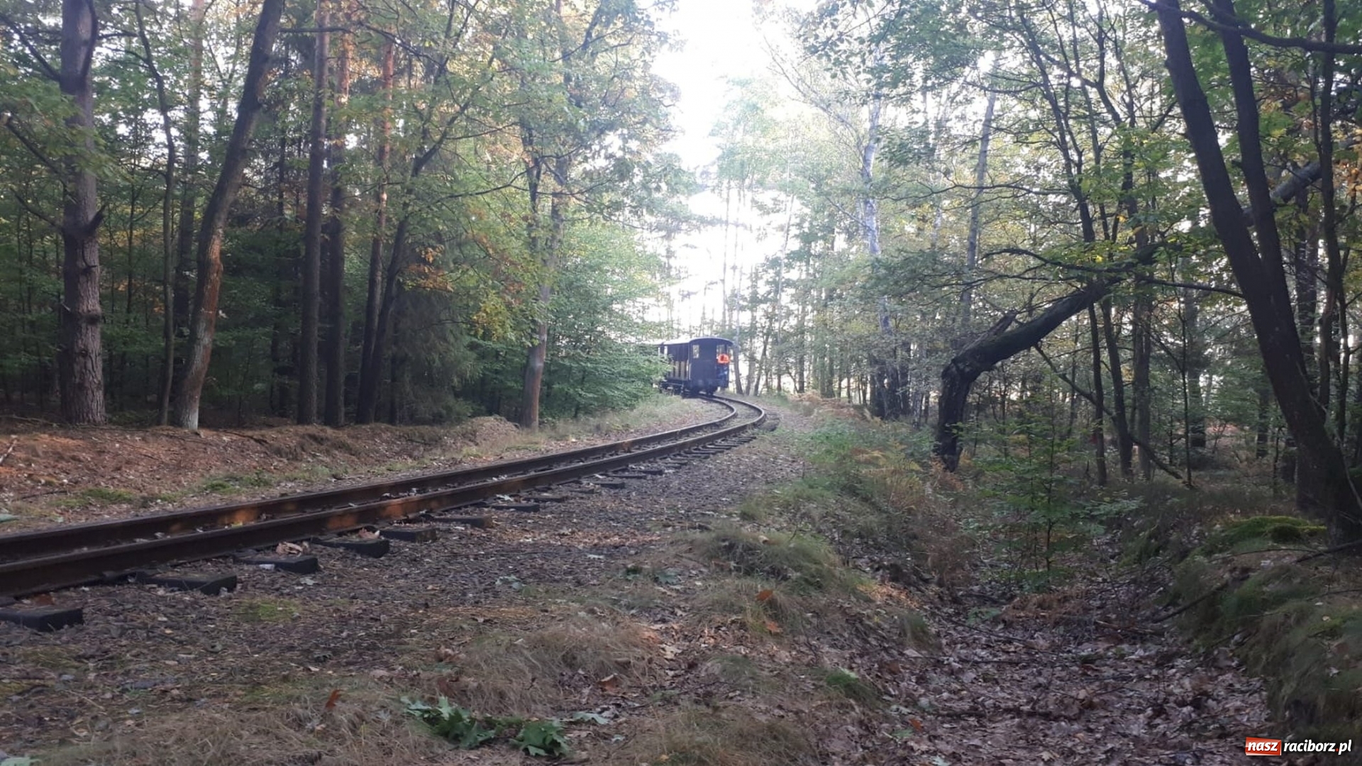 Zdjęcie w galerii na portalu naszraciborz.pl: Aż 125 osób pojechało kolejką w las walczyć o tytuł najlepszego grzybiarza ziemi raciborskiej wiadomości z regionu