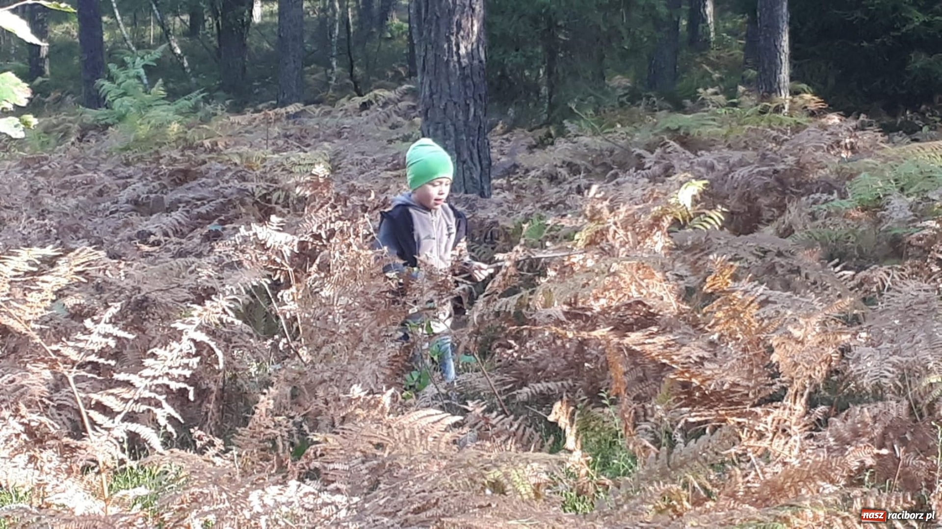 Zdjęcie w galerii na portalu naszraciborz.pl: Aż 125 osób pojechało kolejką w las walczyć o tytuł najlepszego grzybiarza ziemi raciborskiej wiadomości z regionu