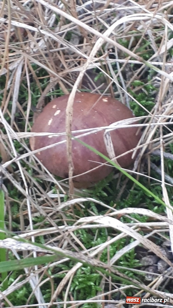 Zdjęcie w galerii na portalu naszraciborz.pl: Aż 125 osób pojechało kolejką w las walczyć o tytuł najlepszego grzybiarza ziemi raciborskiej wiadomości z regionu