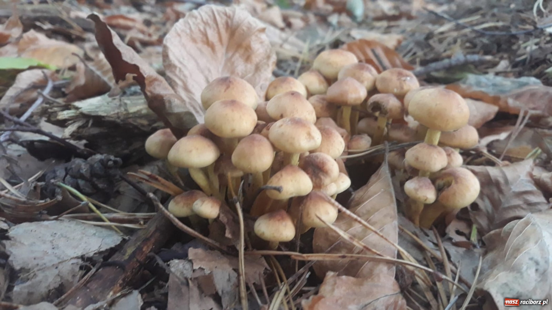 Zdjęcie w galerii na portalu naszraciborz.pl: Aż 125 osób pojechało kolejką w las walczyć o tytuł najlepszego grzybiarza ziemi raciborskiej wiadomości z regionu