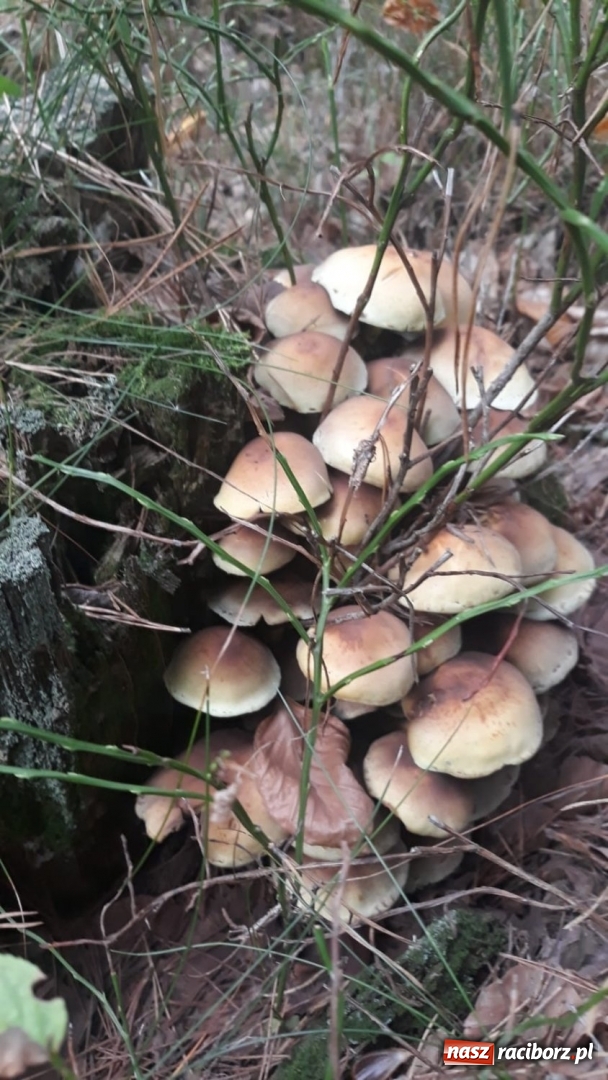 Zdjęcie w galerii na portalu naszraciborz.pl: Aż 125 osób pojechało kolejką w las walczyć o tytuł najlepszego grzybiarza ziemi raciborskiej wiadomości z regionu