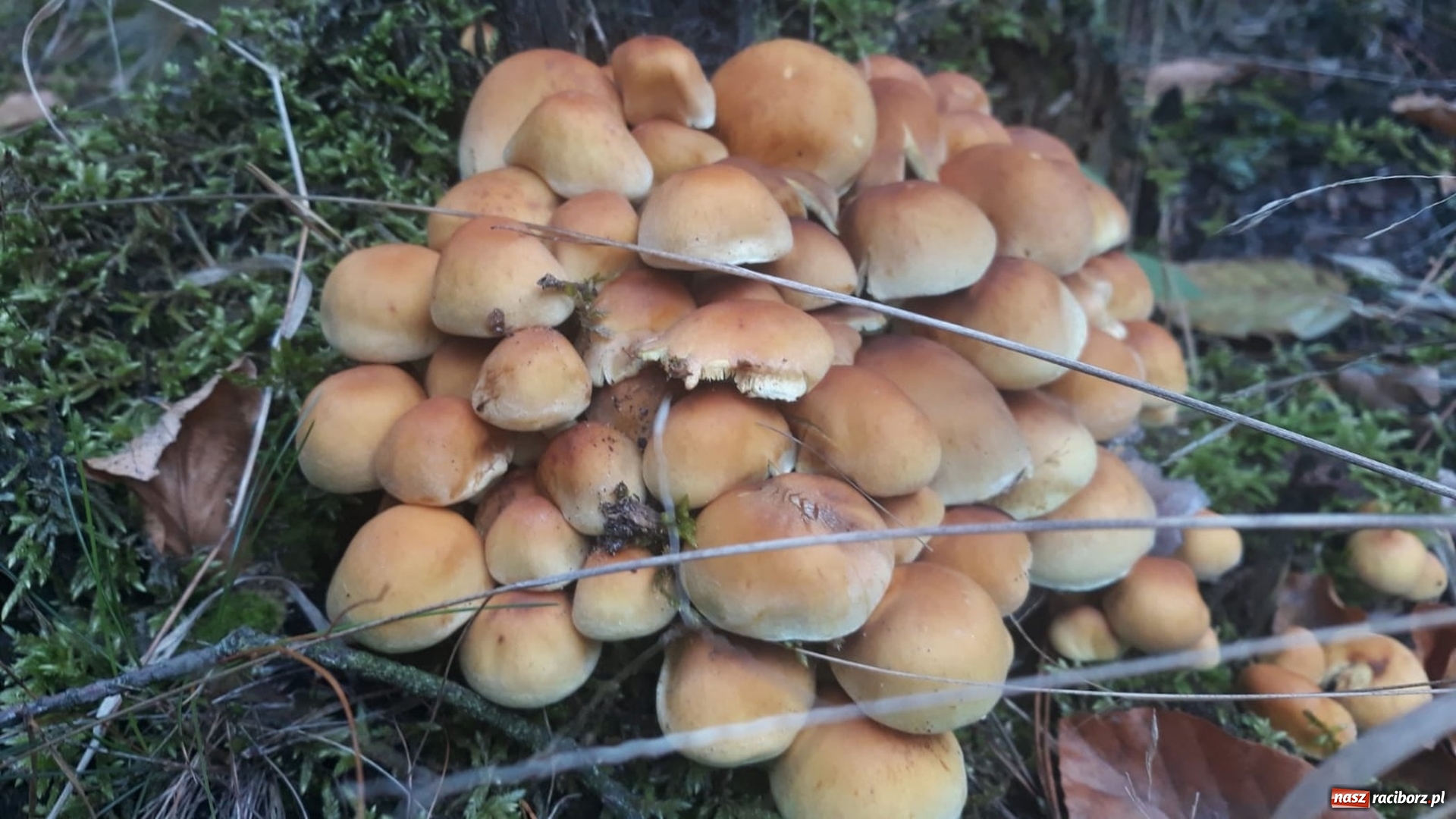 Zdjęcie w galerii na portalu naszraciborz.pl: Aż 125 osób pojechało kolejką w las walczyć o tytuł najlepszego grzybiarza ziemi raciborskiej wiadomości z regionu